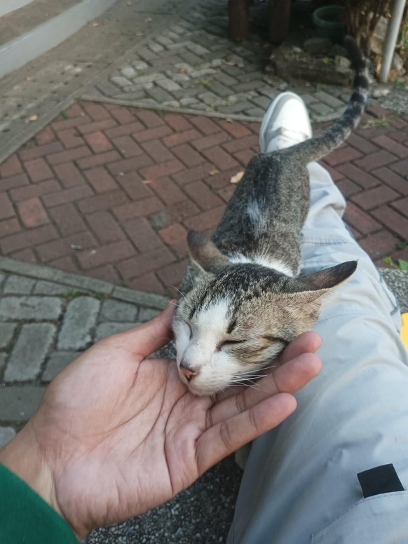 cute news tier katze

https://www.reddit.com/r/notmycat/comments/1riqrqs/a_stray_cat_came_up_to_me_so_i_guess_im_not/