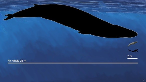 Comparaison de la taille de la baleine Janjucetus dullardi par rapport à un humain et à un rorqual commun, qui est la deuxième plus longue baleine à fanons.