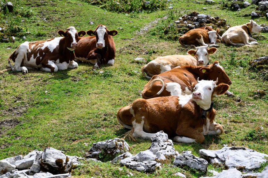 Les vaches observent l'agitation qui règne dans leur alpage.