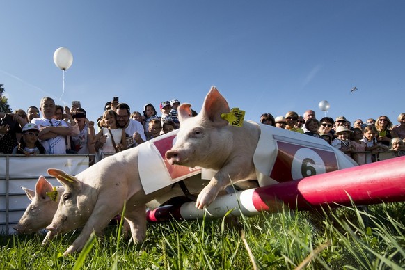 Des personnes regardent six cochons en action lors d&#039;une course de cochons en marge du grand Marche artisanal de la benichon ce samedi 10 septembe 2016 a Ecuvillens dans le canton de Fribourg. (K ...