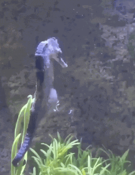 GIF animé