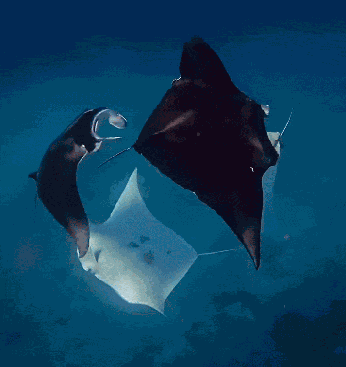 GIF animé