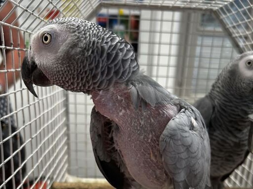 Un Suisse arrêté avec deux perroquets d'espèce protégée.
