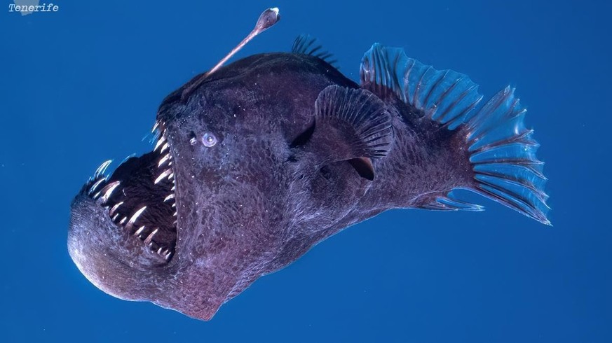 Ce diable noir des abysses ne devrait pas être là