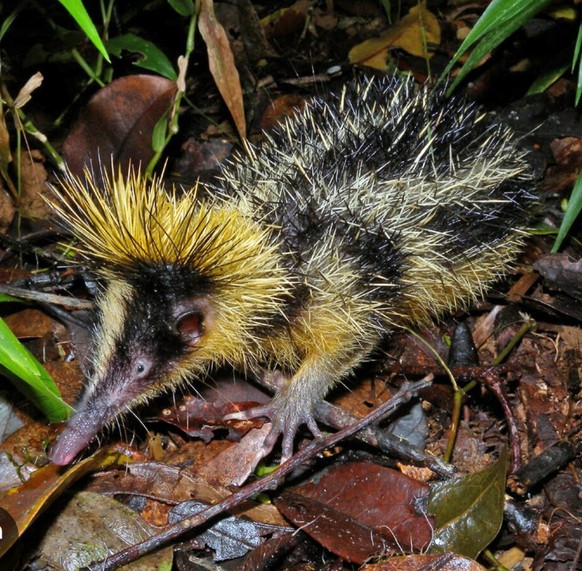 cute news tier eigentlicher streifentenrek

https://imgur.com/gallery/hello-imgur-today-i-am-shouting-biologist-this-is-lowland-streaked-tenrec-ScEAOhe#/t/aww