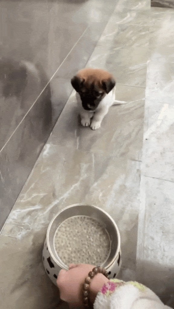 GIF animé
