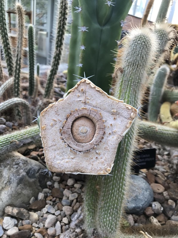 Querschnitt eines Kaktus