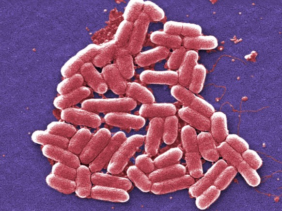 Dans leur �tude, les chercheurs de plusieurs pays europ�ens ont analys� la r�action de bact�ries E. coli face � diff�rentes concentrations de trois antibiotiques couramment utilis�s (image d&#039;illu ...