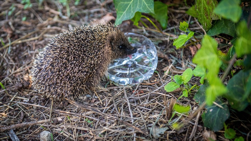 Voici comment aider les animaux pendant la canicule