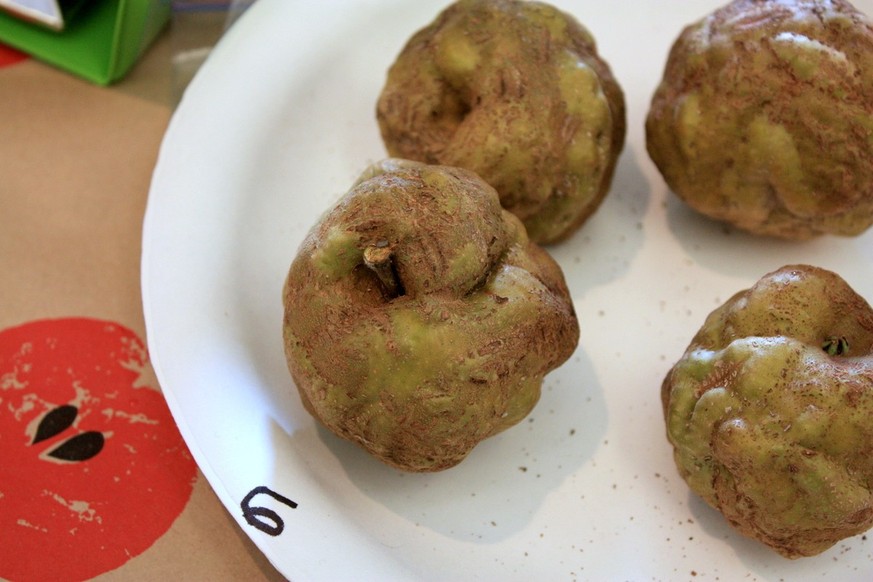 Pomme Knobby Russet