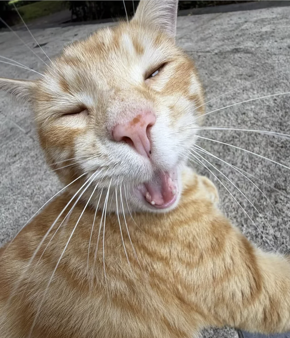 Die lustigsten Fails: Katze ist unfotogen