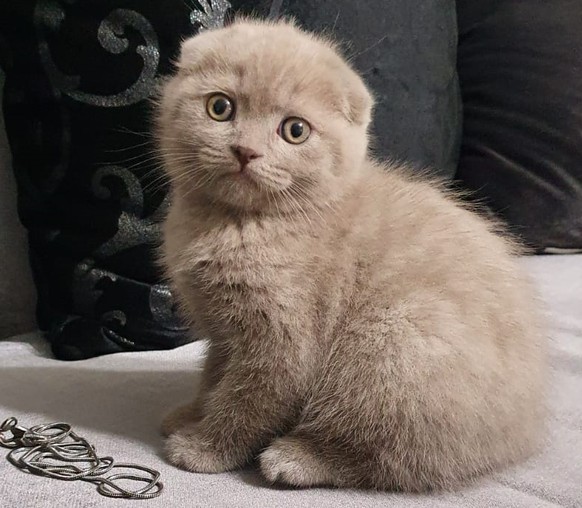 cute news animal tier katze cat

https://www.reddit.com/r/cats/comments/ucci04/i_cant_find_a_suitable_name_for_this_male_kitten/