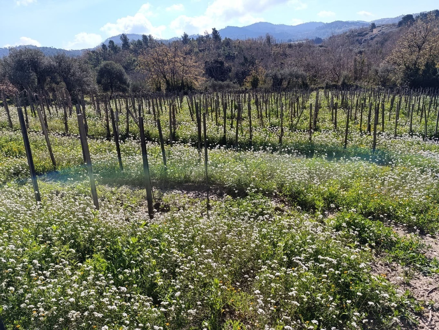 La vigneronne Arianna Occhipinti produit des vins dans le sud-est de la Sicile.
