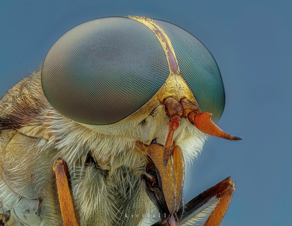 breme

https://www.reddit.com/r/NatureIsFuckingLit/comments/1s62lxs/portrait_of_the_most_annoying_insect_horsefly/