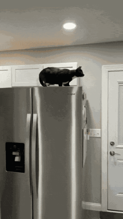 GIF animé