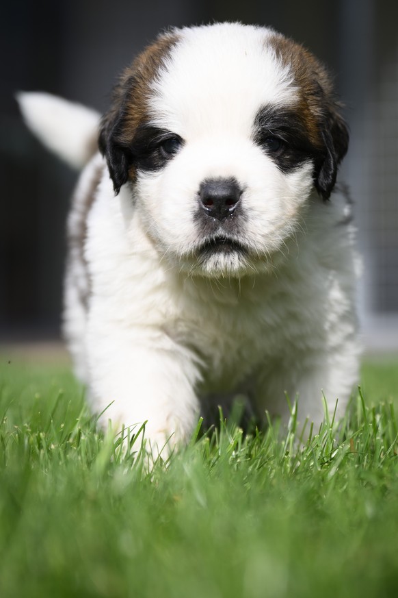 One of seven one month old puppies Sant-Bernard plays in the grass at the Barry Foundation's kennel, in Martigny, Tuesday, August 30, 2022. The Saint Bernard dog "Edene du Grand St. Bernard& ...