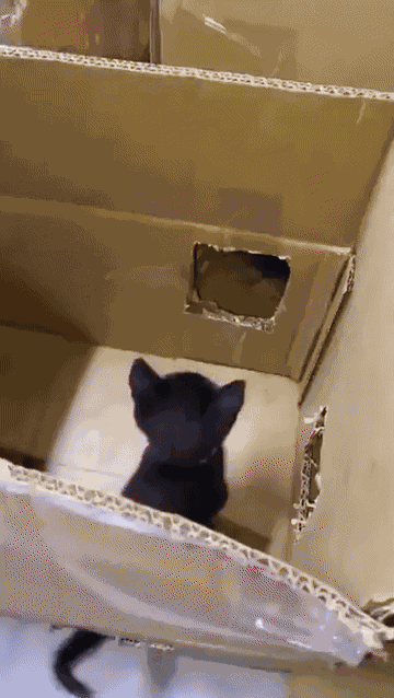 GIF animé