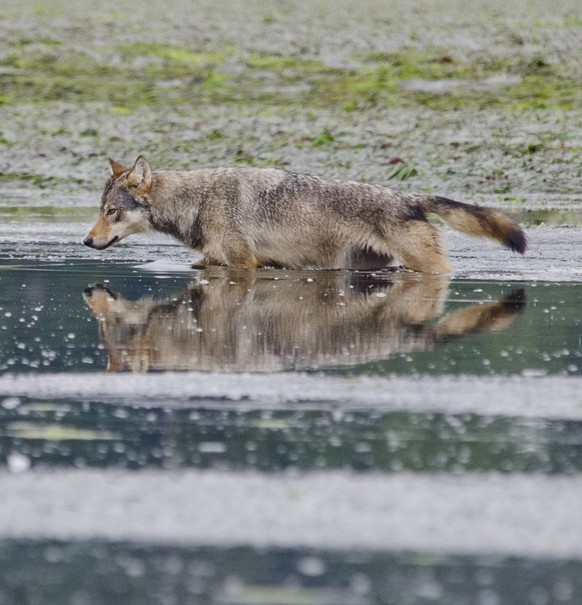 Vancouver Island Grey wolf (Canis lupus crassodon) alpha female swimming across estuary, Vancouver Island, British Columbia, Canada, August. PUBLICATIONxINxGERxSUIxAUTxONLY 1451734 BertiexGregory

Van ...