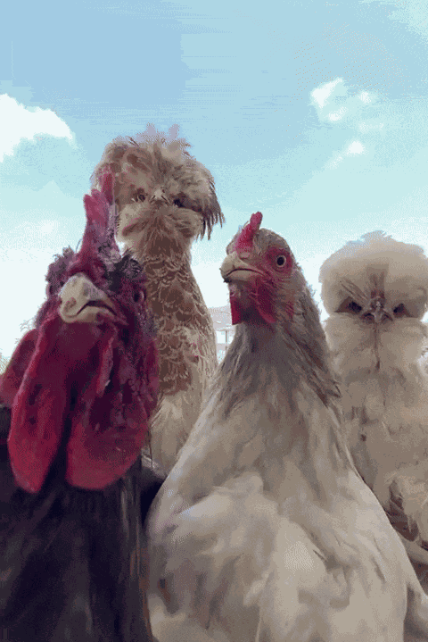 GIF animé