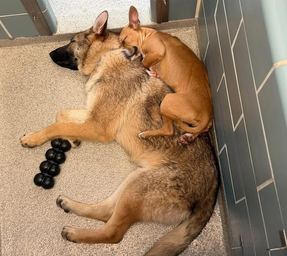 Süsse Hunde kuscheln