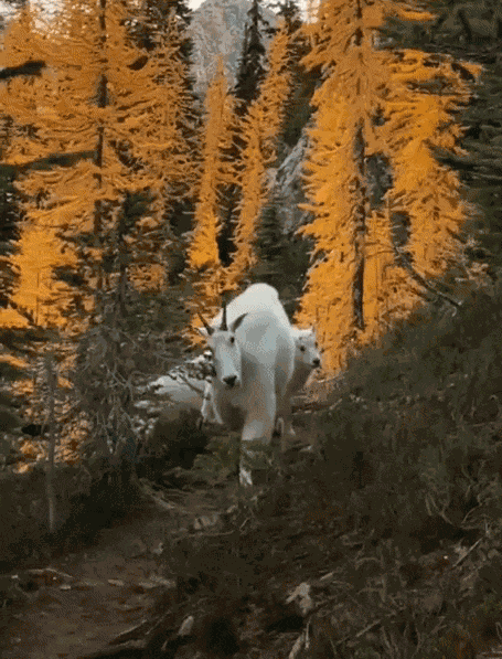 GIF animé