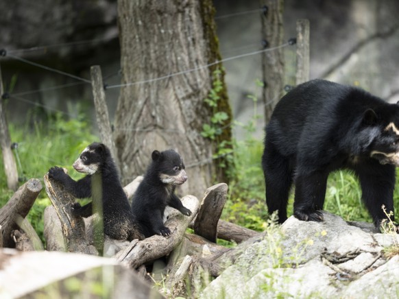Les deux oursons Auki et Amaru explorent désormais leur environnement en compagnie de leur mère Rica au zoo de Zurich.