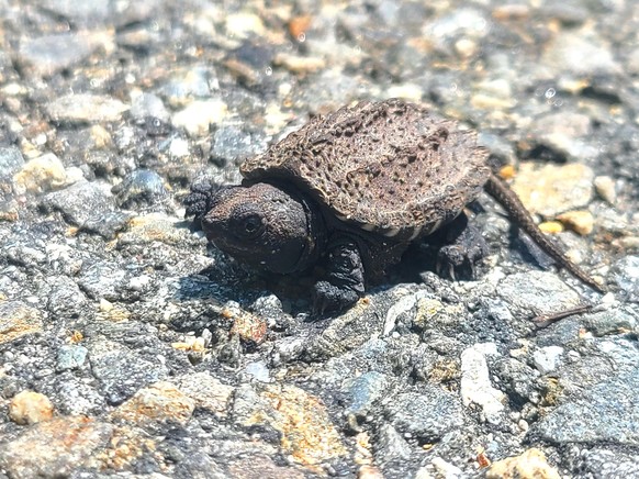 cute news animal tier schildkrote

https://imgur.com/t/aww/zqLA6qB