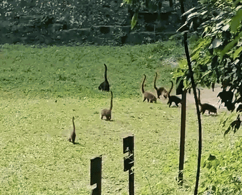 GIF animé