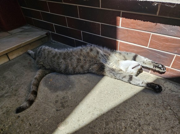 cute news tier katze

https://www.reddit.com/r/cats/comments/1em6fy0/ive_tried_this_sleeping_position_and_it_is_indeed/