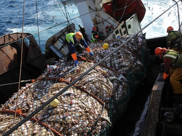 Deep-sea fishing in the Norwegian Sea on board the trawler Grande Hermine in 2011 Deep-sea fishing in the Norwegian Sea on board the trawler Grande Hermine in 2011. La Grande Hermine, factory trawler  ...