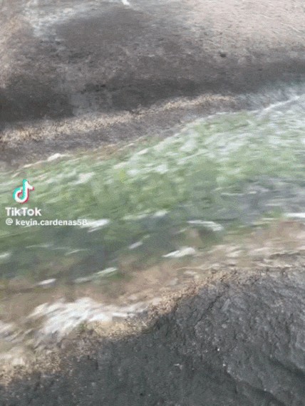 GIF animé