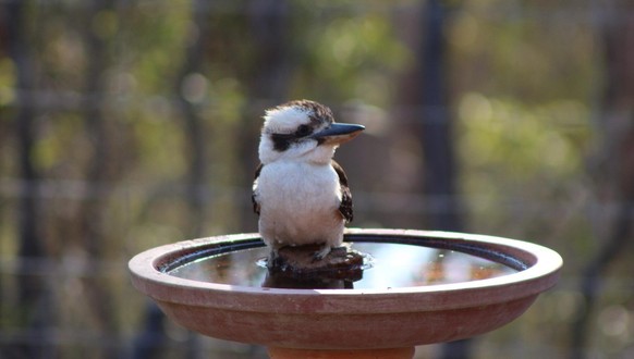 cute news vogel australien Kookaburra 

https://imgur.com/t/australian_wildlife/vHuX2dG