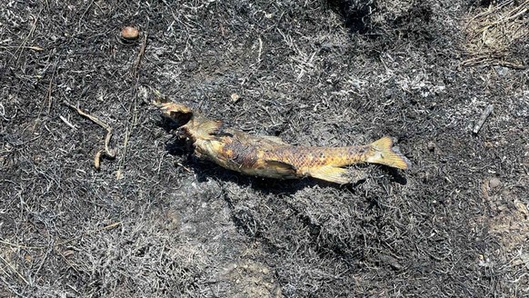 Au Canada, un incendie déclenché par un poisson tombé du ciel