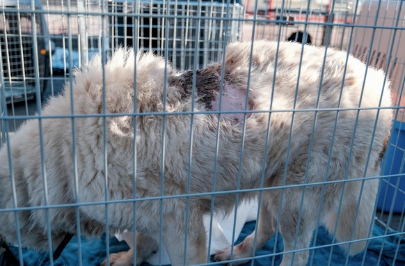 Un chien venant de Kiev a été brulé lors des bombardements. Il est pris en charge par PETA Allemagne.