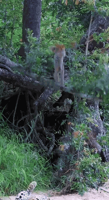GIF animé