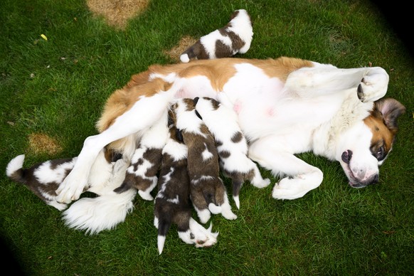 epa10146889 Seven one month old puppies Sant-Bernard feed from their mother &quot;Edene&quot; at the Barry Foundation&#039;s kennel, in Martigny, Switzerland, 30 August 2022. The Saint Bernard dog &qu ...