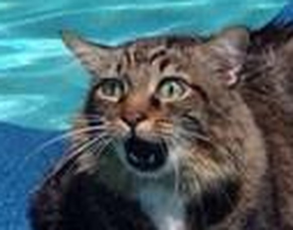 cute news animal tier
https://www.boredpanda.com/funny-stuck-animals/?cexp_id=43962&cexp_var=26&_f=featured&utm_source=google&utm_medium=organic&utm_campaign=o ...