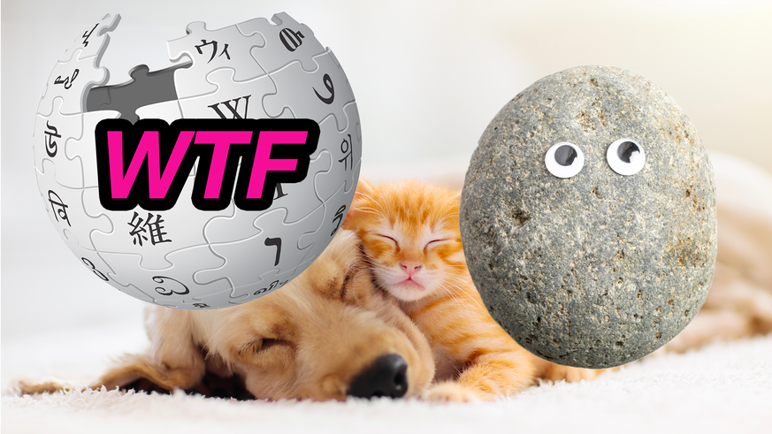 Connaissez-vous le pet rock? L'animal de compagnie le moins relou