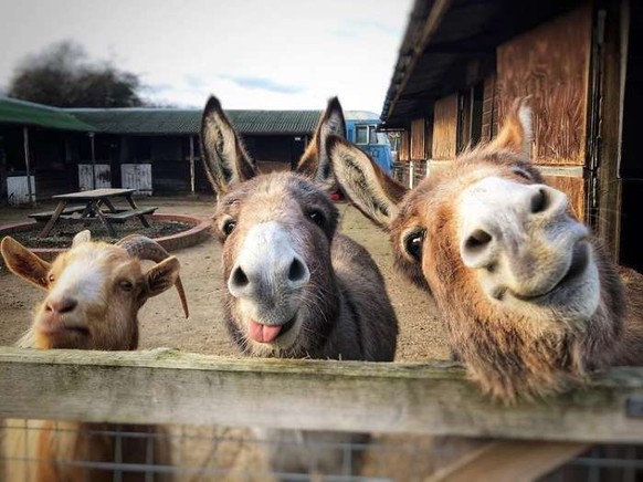 cute news tier esel ziege

https://imgur.com/t/aww/ldo9pbj
