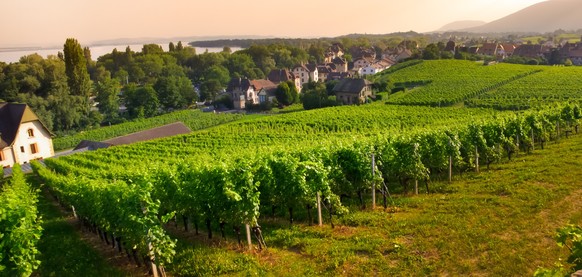 Vineyard in Auvernier, Scenic view of vineyard in Auvernier, Switzerland.