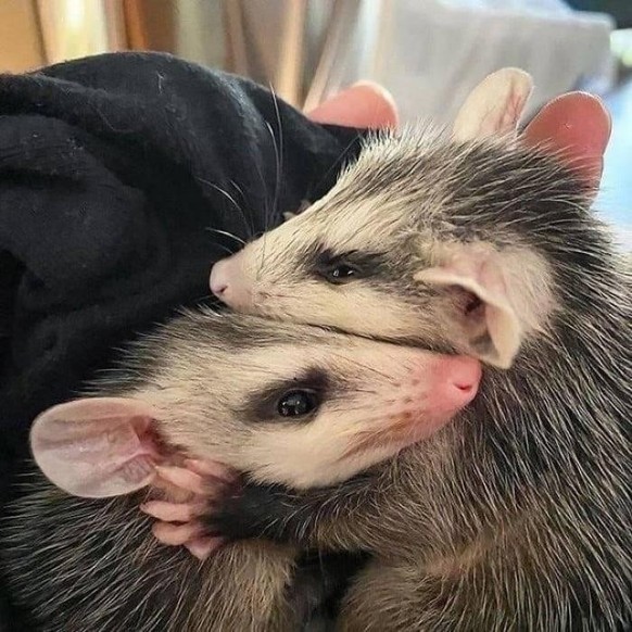 cute news tier possum

https://imgur.com/t/aww/5NaZcLv