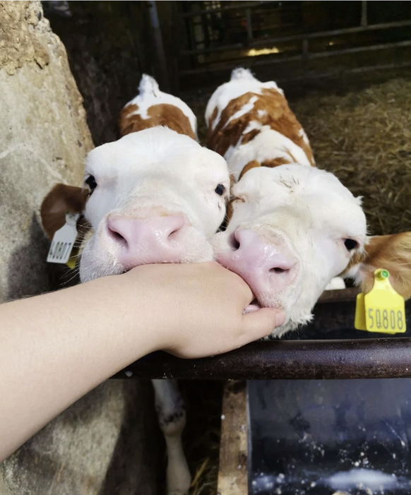 Herzige Kühe für Cute News