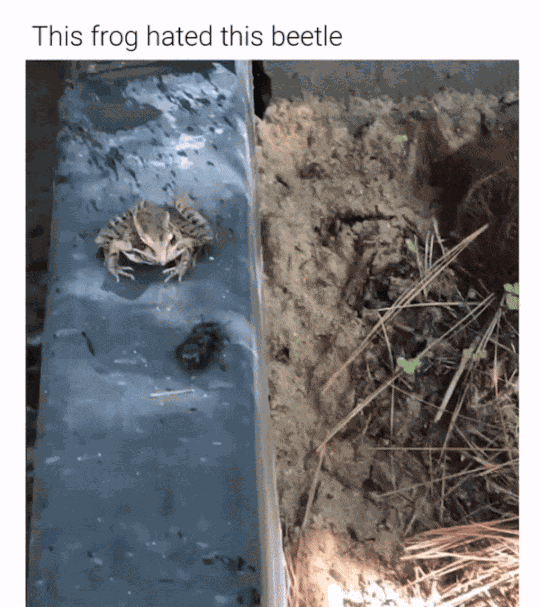 GIF animé