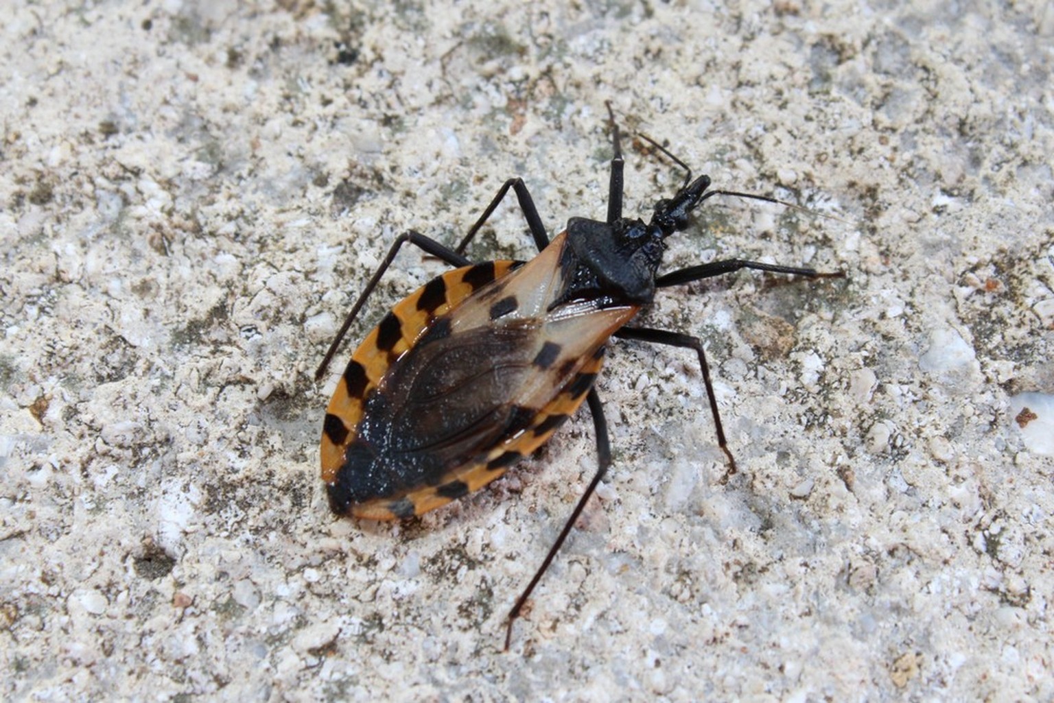 Raubwanze, Kissing Bug, Triatoma infestans