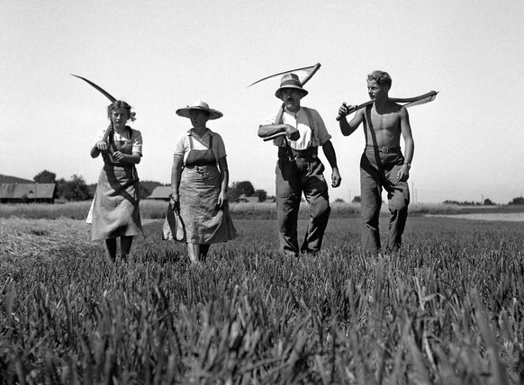 MILESTONES CATALOGUE - Peasant men and women work on the field during harvest time, pictured in March 1966 in Switzerland. (KEYSTONE/PHOTOPRESS-ARCHIV/Grunder)

MILESTONES KATALOG - Bauern und Bauerin ...