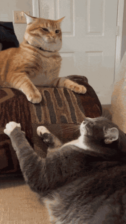 GIF animé