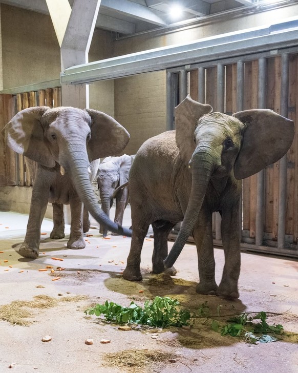 Trois éléphantes venues du zoo de Wuppertal en Allemagne ont rejoint mercredi le zoo de Bâle après plusieurs mois sans troupeau.