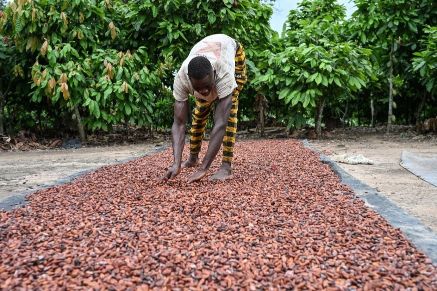 Un agriculteur étale des fèves de cacao en une couche fine et uniforme pour les faire sécher dans une plantation à Agboville, dans la région d&#039;Agneby Tiassa, en Côte d&#039;Ivoire.