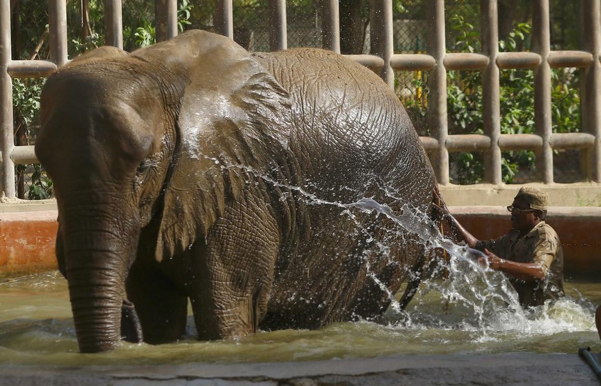 Un éléphant se rafraîchit dans un zoo de Karachi, au Pakistan, le 31 mars 2022.