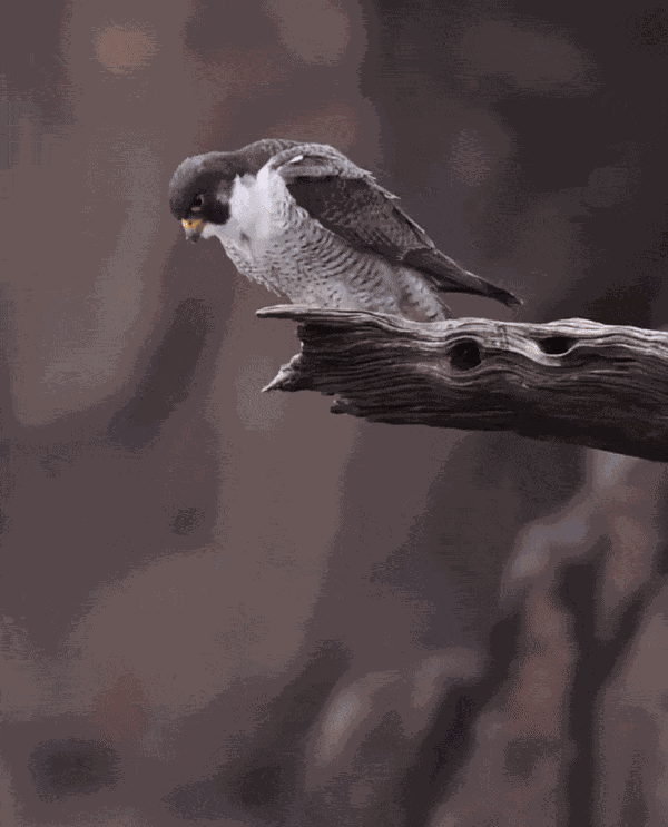GIF animé